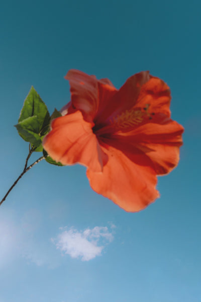 Blossom | Max Wanger Print Shop