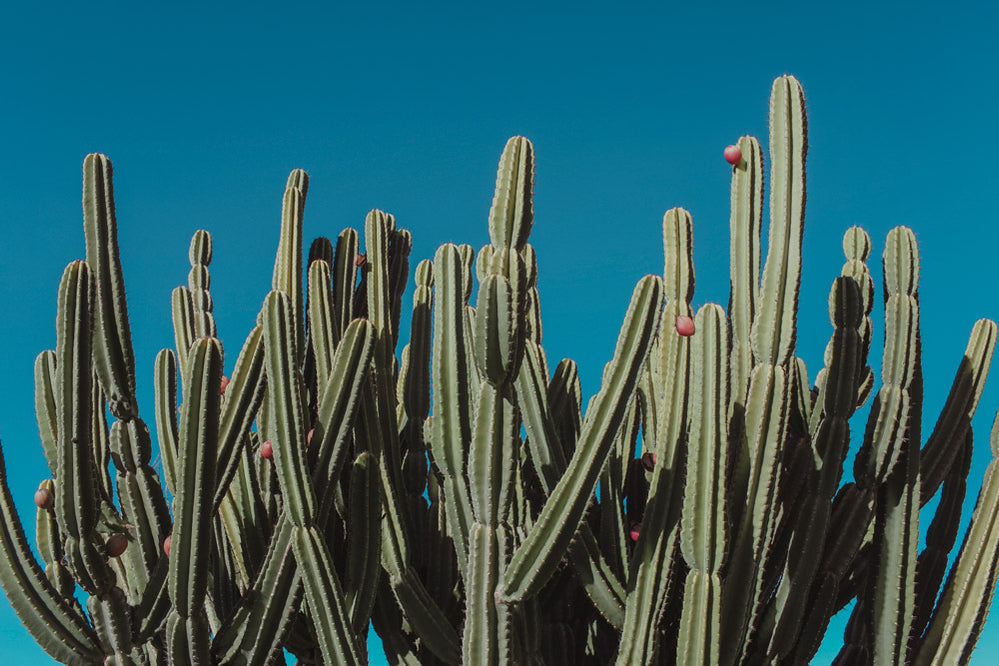 Desert Bloom