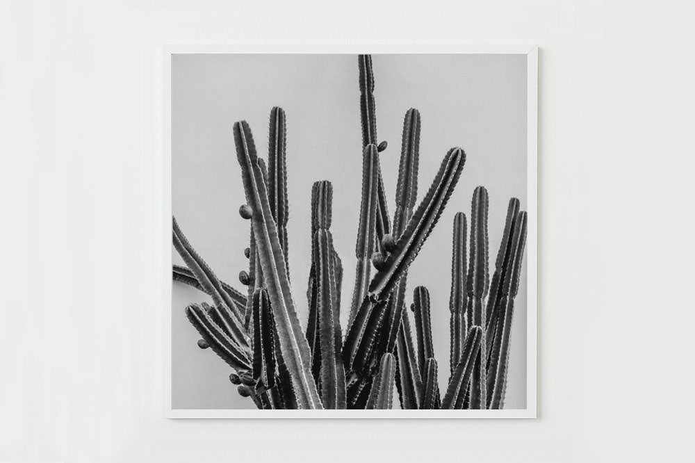 B&W Cactus