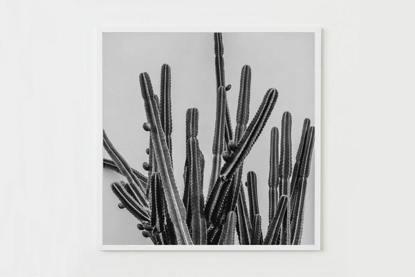 Black & White Cactus