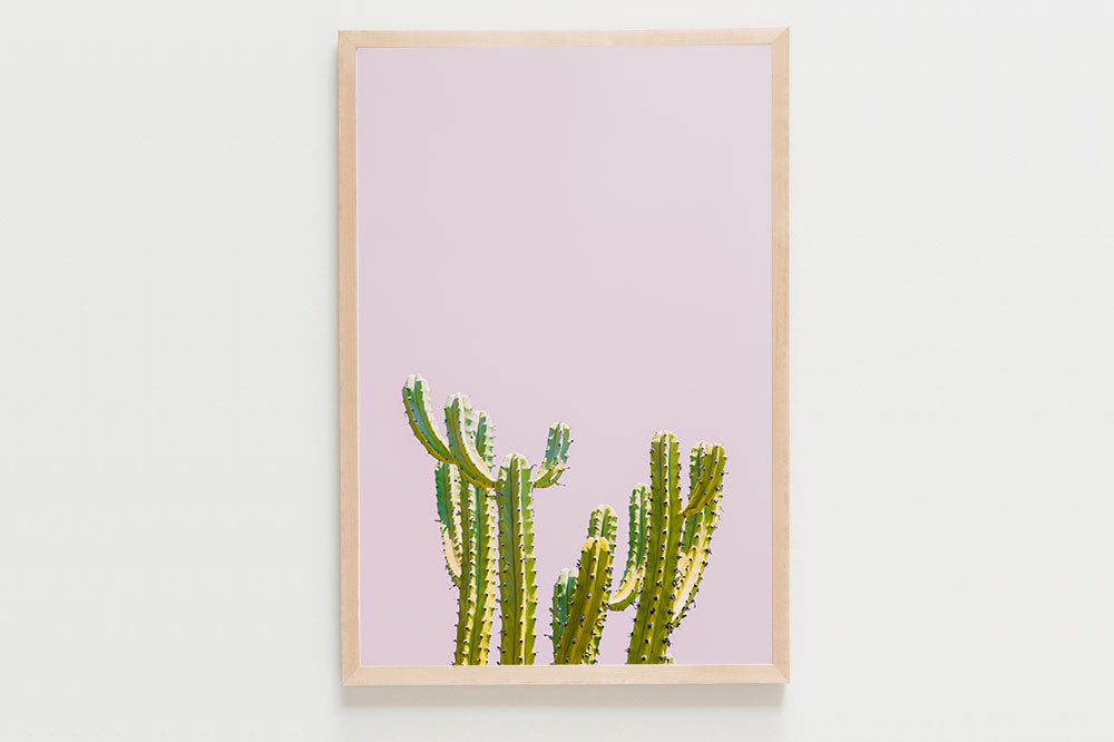 Pink Cactus