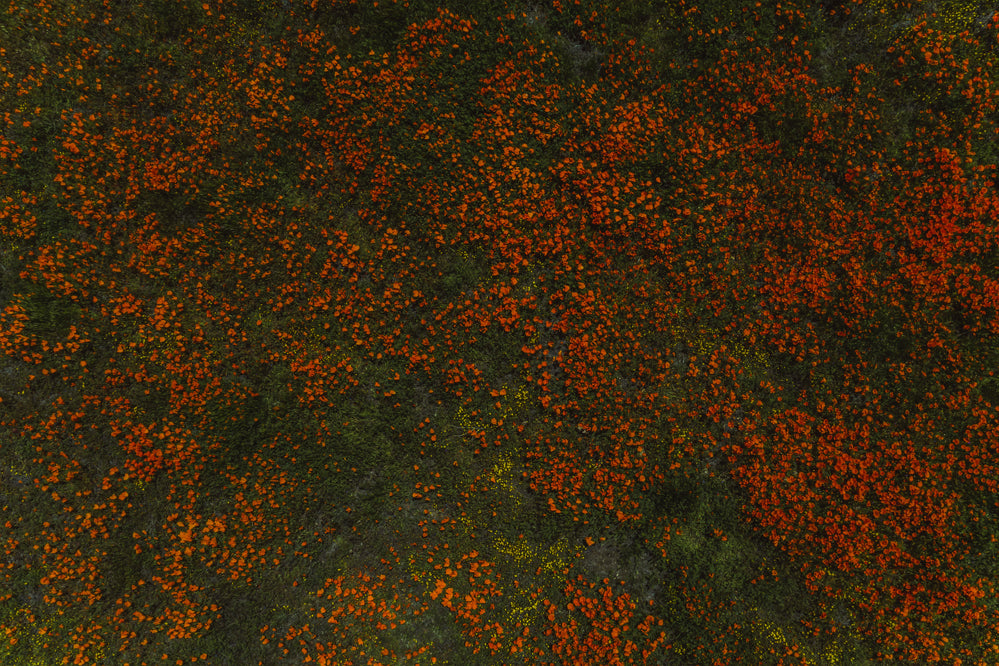 Orange Crush