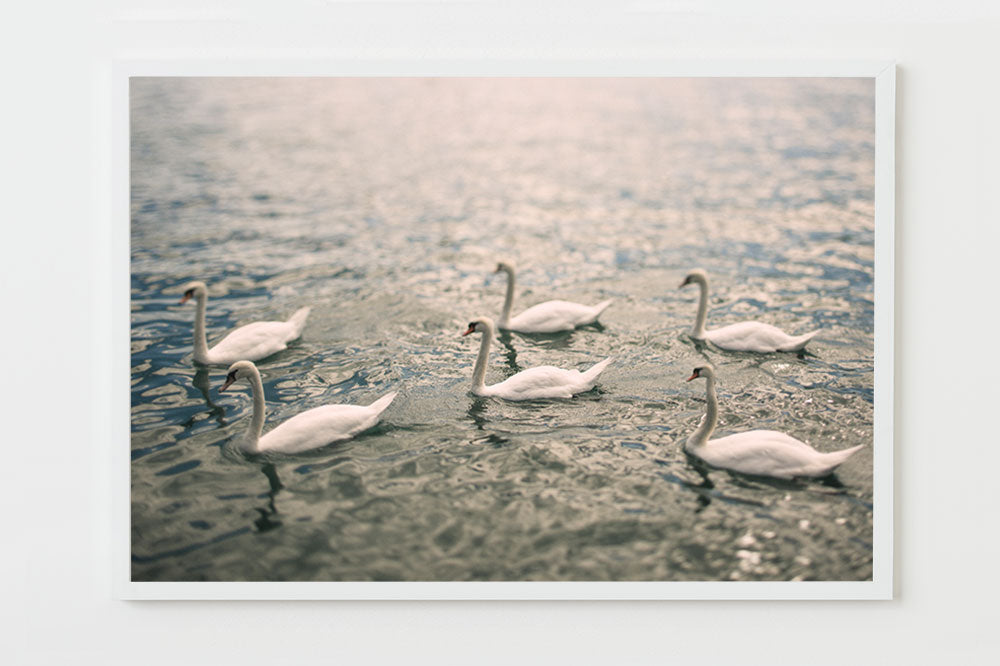 Swans No.2