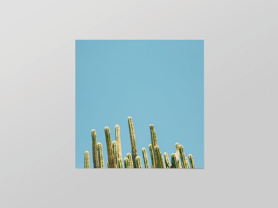Blue Cactus