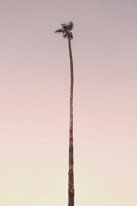 Palm Solo