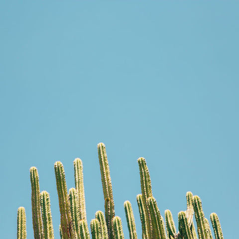 Blue Cactus