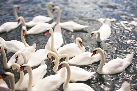 Swans No.1