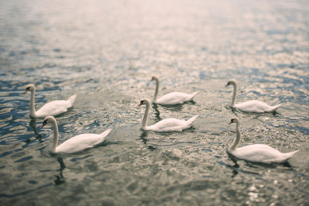 Swans No.2
